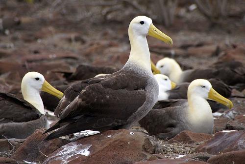 Albatros Galapagos Islands