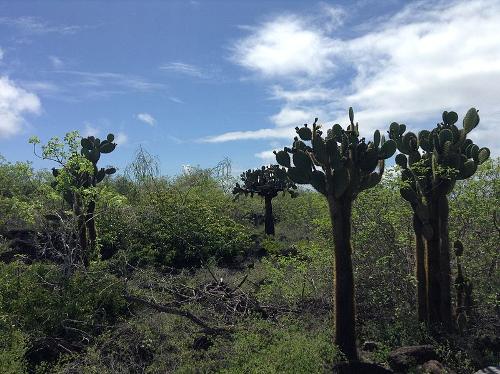 Vegetation Galapagos Islands