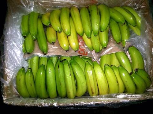 Bananas are an important export product of Ecuador