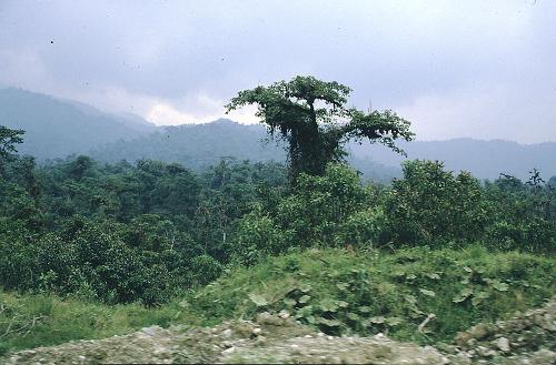 Rainforest Ecuador