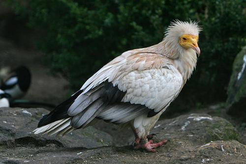 Egyptian vulture is bird of Egyp