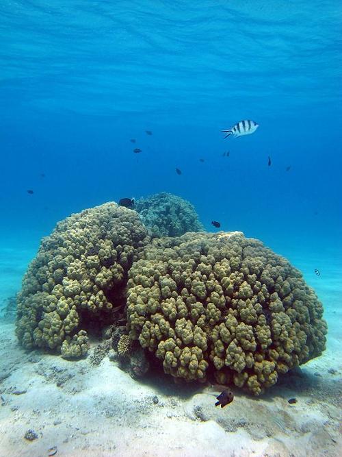 Coral in Red Sea, Marsa Alam, Egypt