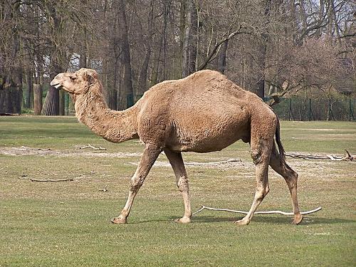 Camel, still indispensable in Egypt