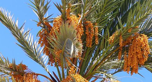 Date palm, very common in Egypt