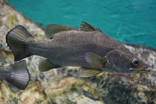 Nile perch, African snook or Victoria perch, fish from Egypt