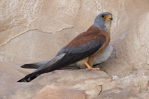 Lesser kestrel, rare in Egypt