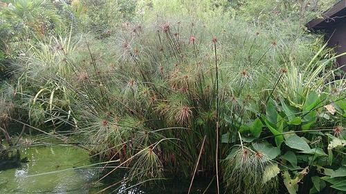 Papyrus plant, Egypt