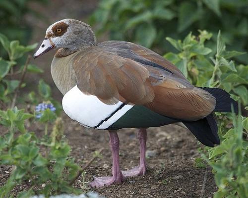 Egyptian goose, typical for Egypt