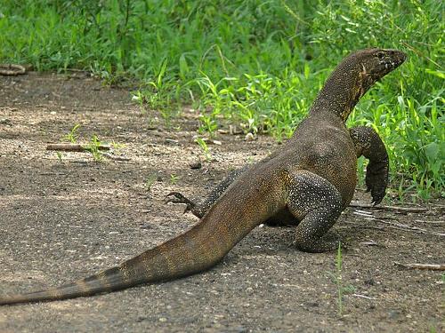 Nile monitor, biggest lizard in Africa and Egypt