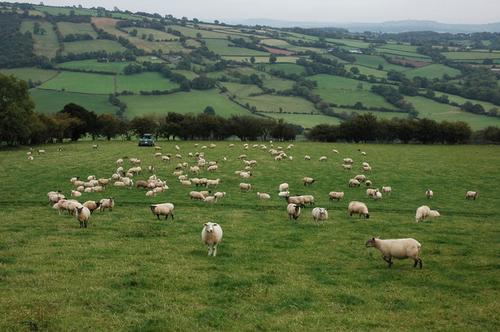 Sheep Farming England