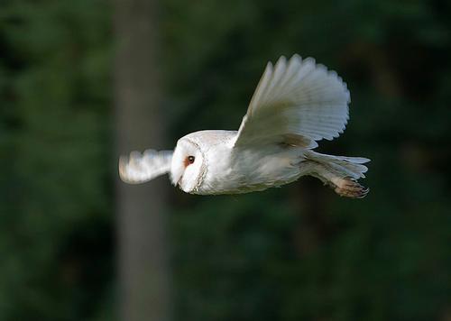 Barn Owl Englnd