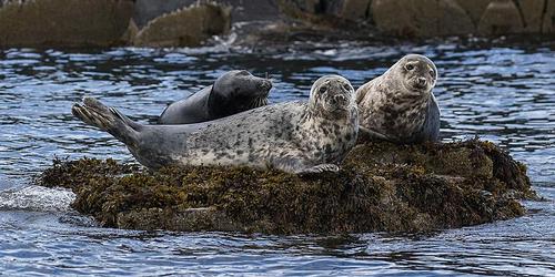 Grey Seals England