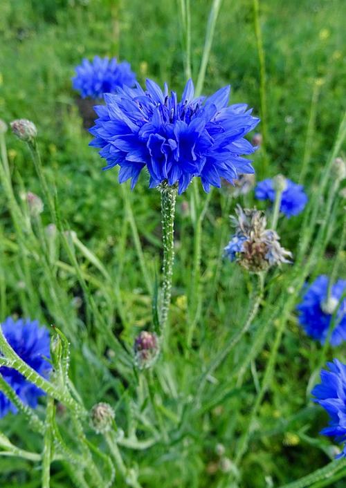 Cornflower Estonia