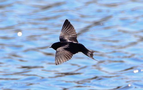 Barn Swallow, Estonia