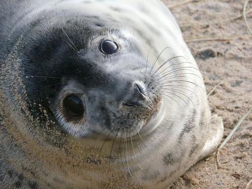 Grey Seal, Estonia