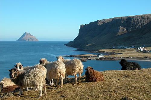 Sheep Faroe Islands