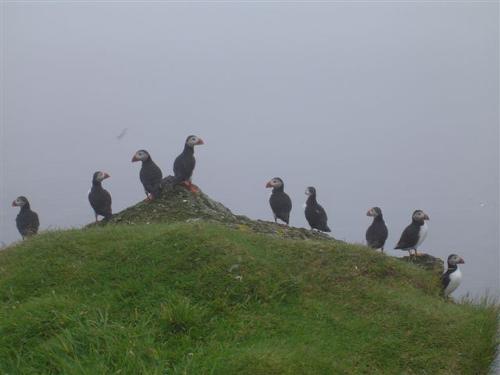 Puffins Faroe Islands
