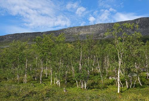 Birches Finland