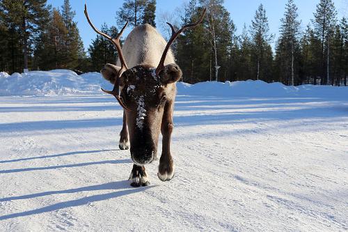 Reindeer Finland