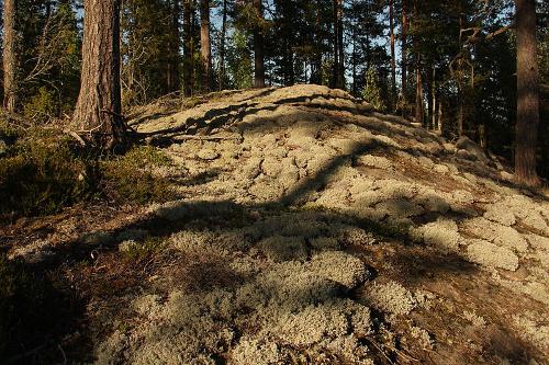 Reindeer moss Finland