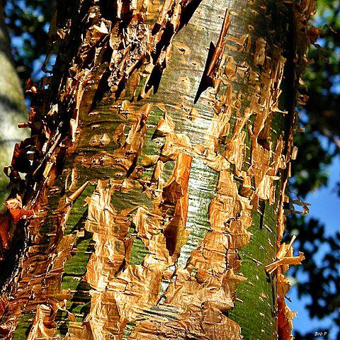 Bark from the gumbo limbo tree is peeling, native to South Florida