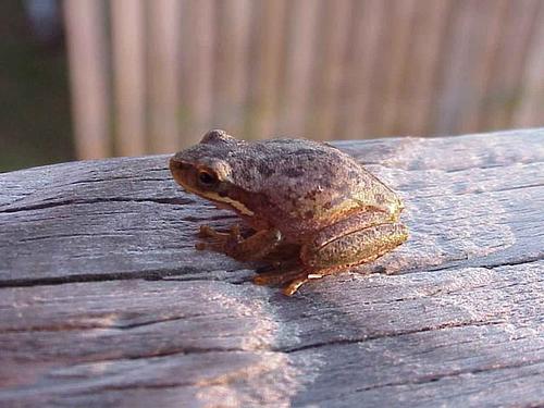 Little grass frog, is native to Florida and is the smallest frog and toad species in North America