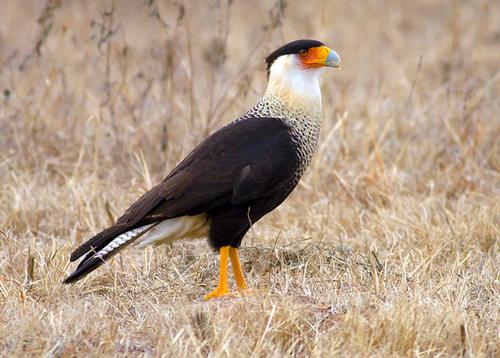 Northern crested carara, bird of prey in Florida