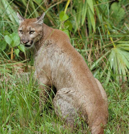 Florida panther