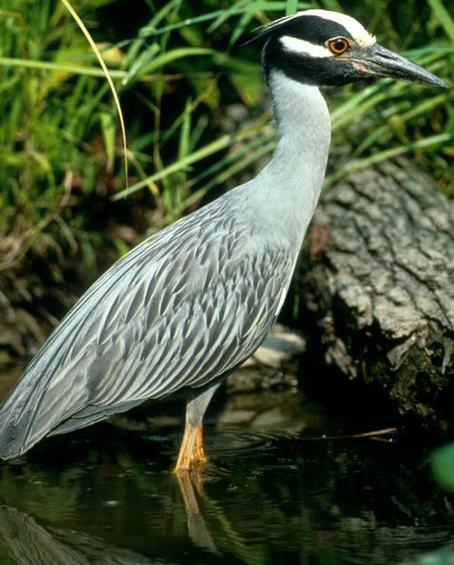 Yellow-crowned Night Heron, Florida water bird