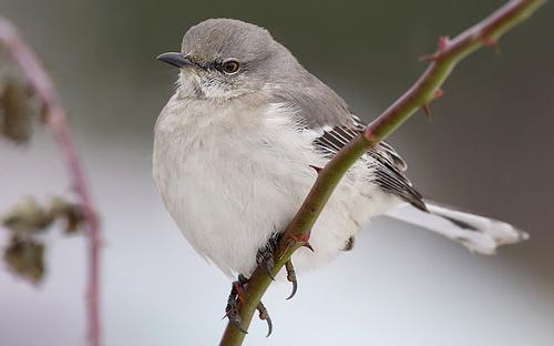 Mockingbird, Florida symbol