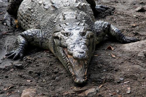 Beakedhead crocodile, Florida