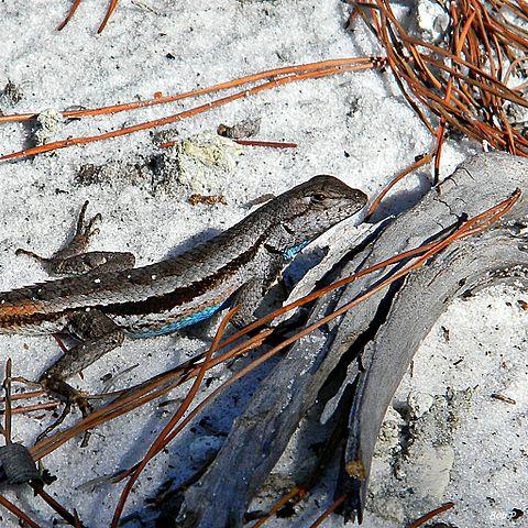 Florida scrub lizard