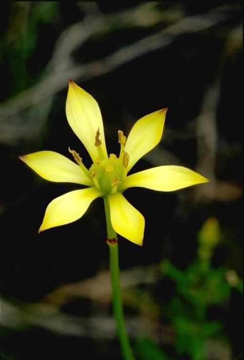 Harperocallis flava, endangered species found only in Florida 