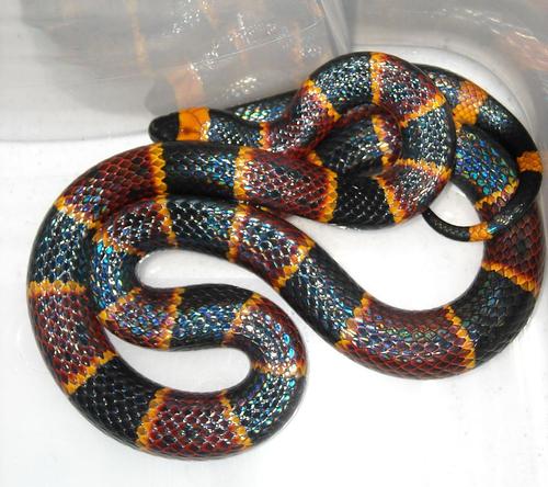 Harlequin coral snake, poisonous snake in Florida