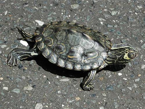 Barbours Map Turtle is found in Florida