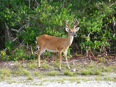 Male of the Key deer, rare in Florida