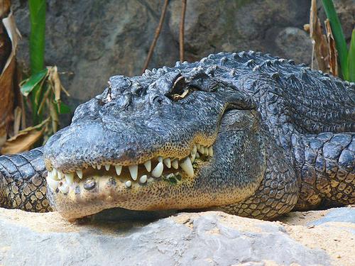 American alligator, Florida and some other US states