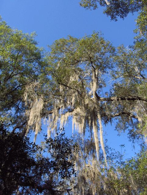 Spanish moss is found in the forests of Florida
