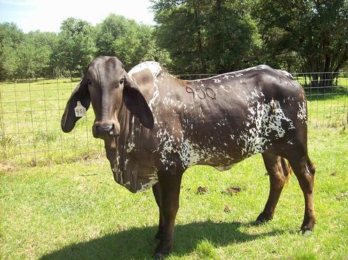 Brahman cow, Florida