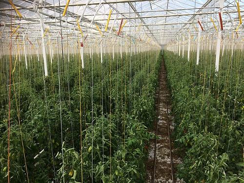 Growing tomatoes in green houses, France