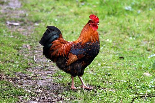 National symbol of France is the (Gallic) rooster