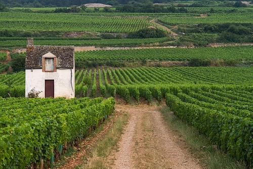 Vineyard in Volnay, France