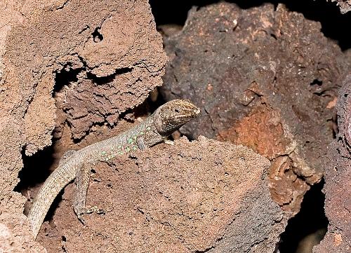 Haria Lizard, Fuertevemtura