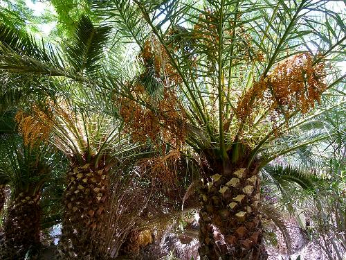 Canary Palm, Fuerteventura