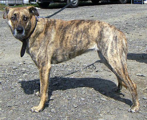 Perro de Ganado Majorero, Fuerteventura