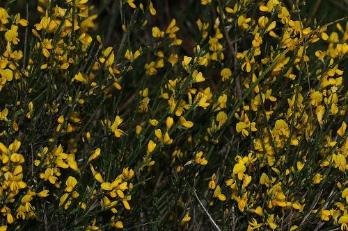 Aulaga Bush, Fuerteventura