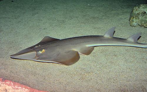 Guitarfish in the Gambia river