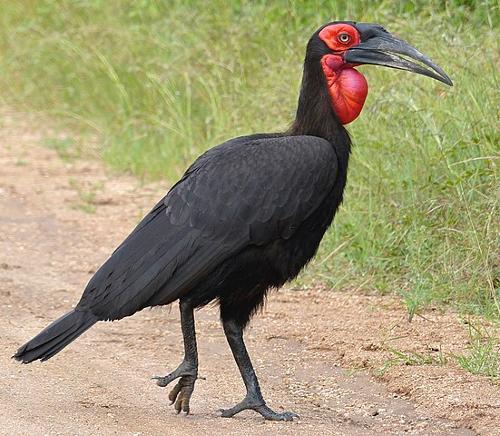 Southern ground hornbill, Gambia