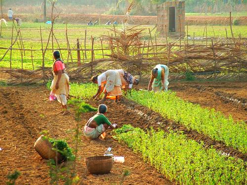 Women working in a plantation Goa