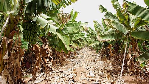 Banana plantations Gran Canaria